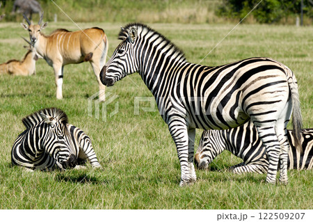 Group of zebras 122509207