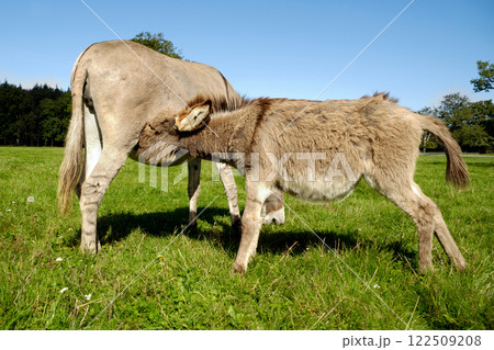 Donkey drinking milk 122509208