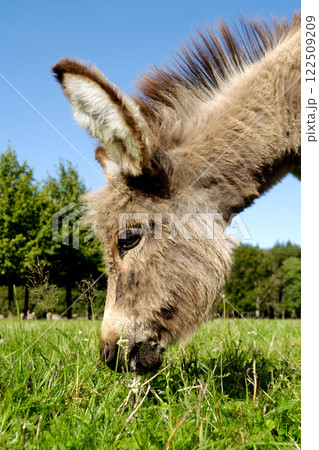 Donkey eating grass 122509209