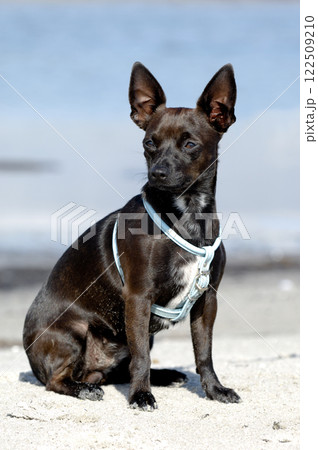 Dog on beach 122509210