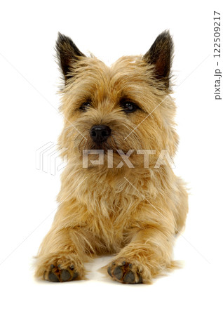 Resting dog 122509217
