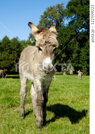 Young donkey 122509222