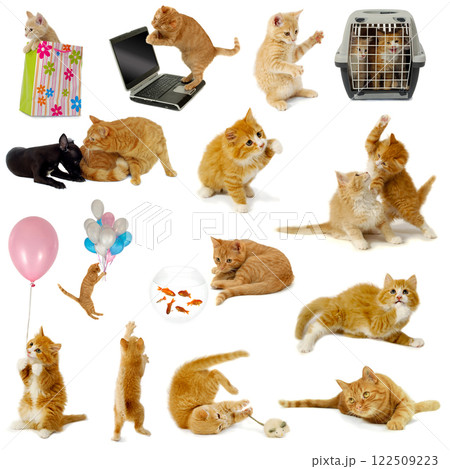 Cat collection on white background Cat collection on white background 122509223