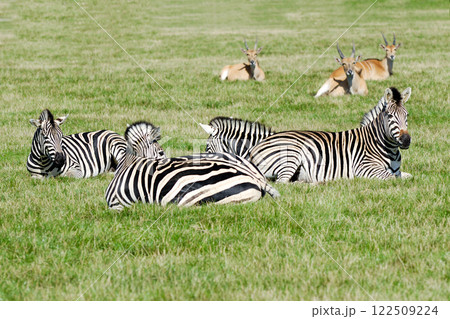 Group of zebras Group of zebras 122509224