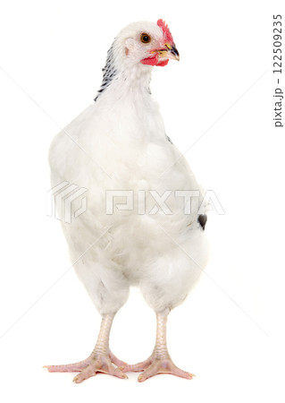 Hen on white background 122509235