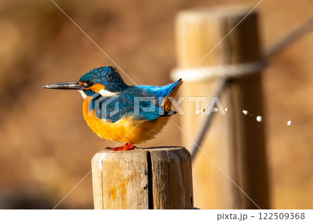 埼玉県川越市池辺　川越水上公園　修景池（ボート池）の水辺にとまるカワセミの排泄 122509368