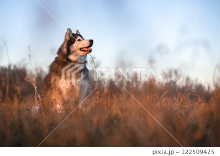 Beautiful Siberian Husky in tall dry grass on spring meadow 122509425