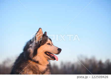 Beautiful Siberian Husky on blue sky background during sunset 122509426