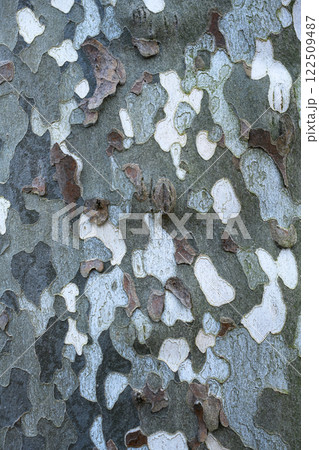 Platan or plane tree bark texture close up Platan or plane tree bark texture close up 122509487