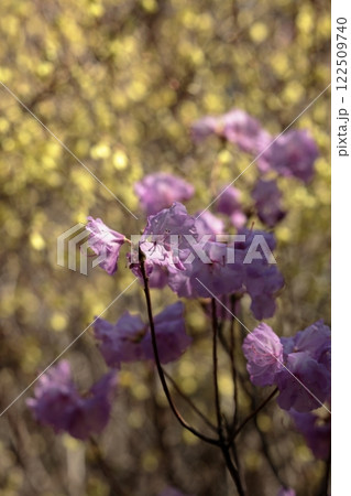 ヤシオツツジの花 122509740