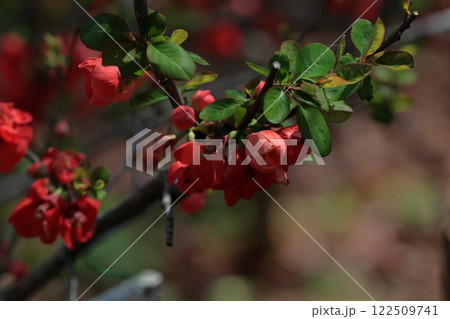 赤いボケの花 122509741