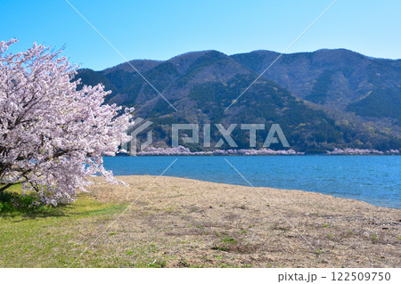 桜景　海津大崎 122509750