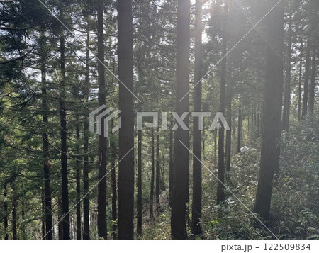 杉林（1月　※富山県　立山町　グリーンパーク吉峰） 122509834