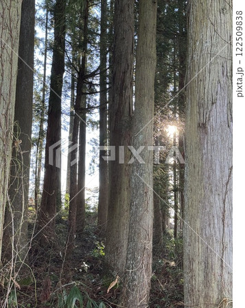 杉林（1月　※富山県　立山町　グリーンパーク吉峰） 122509838