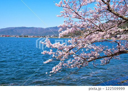 桜景　海津大崎 122509999