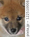 茶色の柴犬の顔をアップした画像 122510008