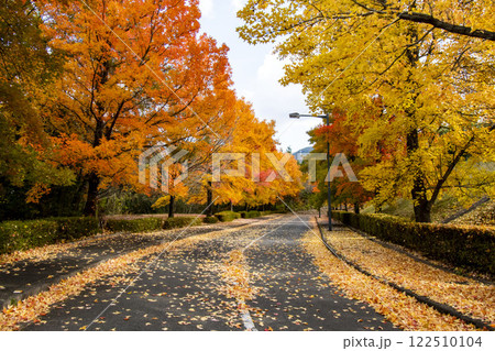 紅葉したグリーンヒル郷原のタイワンフウ 紅葉したグリーンヒル郷原のタイワンフウ 122510104