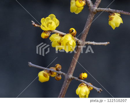 冬に咲くロウバイの花 122510207