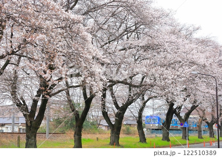 上毛電気鉄道「桐生球場の桜並木とレトロな青い電車」 122510389