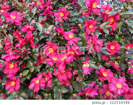 花がたくさん咲いたサザンカの木 花がたくさん咲いたサザンカの木 122510398