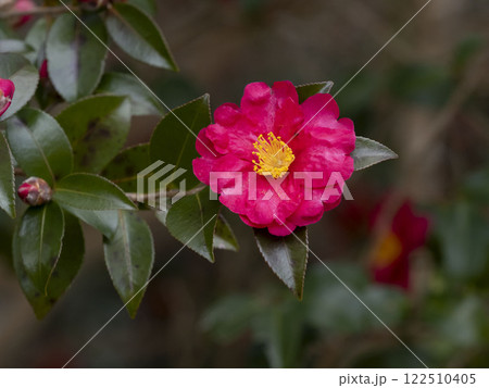 冬に咲くサザンカの花 122510405