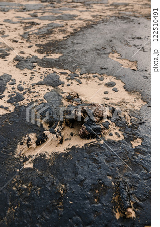 Dead sea bird died due to oil. Fuel oil on coastline after a tanker wreck. Dead sea bird died due to oil. Fuel oil on coastline after a tanker wreck. 122510491