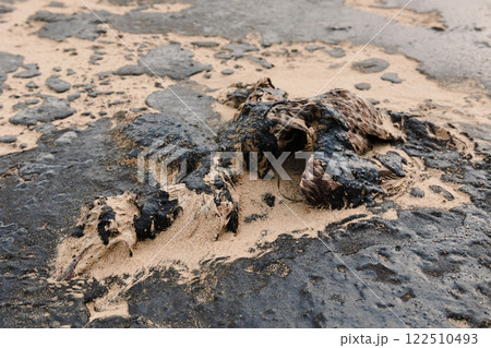 Dead bird died due to oil. Oil in coastline after a tanker wreck. Dead bird died due to oil. Oil in coastline after a tanker wreck. 122510493
