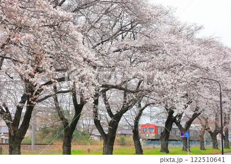 上毛電気鉄道「桐生球場前の桜並木とレトロな赤い電車」 122510641
