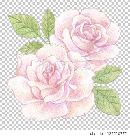 Pale pink rose flower colored pencil drawing illustration Pale pink rose flower colored pencil drawing illustration 122510775