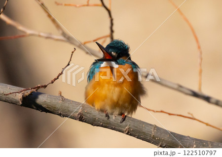 埼玉県川越市池辺　川越水上公園　修景池（ボート池）の周りの枝にとまるカワセミ 122510797