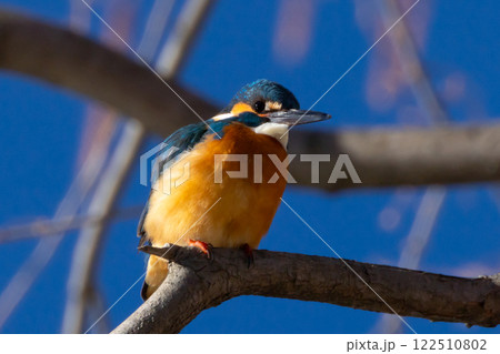 埼玉県川越市池辺 川越水上公園 修景池(ボート池)の周りの枝にとまるカワセミ 埼玉県川越市池辺 川越水上公園 修景池(ボート池)の周りの枝にとまるカワセミ 122510802