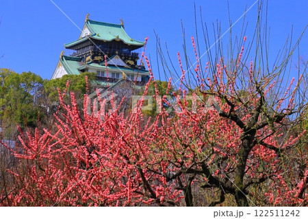 大阪城公園(大阪府大阪市)に咲く梅の花<摩耶紅> 大阪城公園(大阪府大阪市)に咲く梅の花<摩耶紅> 122511242