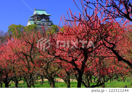 大阪城公園（大阪府大阪市）に咲く梅の花＜摩耶紅＞ 122511244