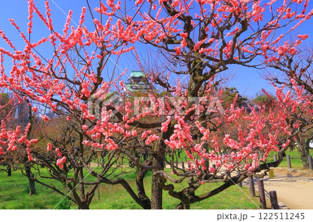 大阪城公園（大阪府大阪市）に咲く梅の花＜摩耶紅＞ 122511245