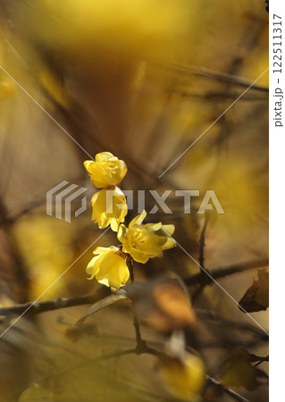 蝋梅の花 蝋梅の花 122511317
