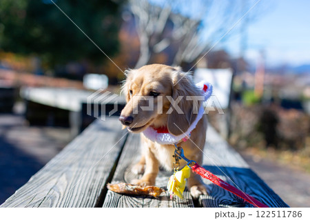 公園で散歩をするダックスフンド 122511786