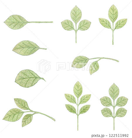 バラ科の植物の葉っぱの色鉛筆画ワンポイントイラストセット 122511992