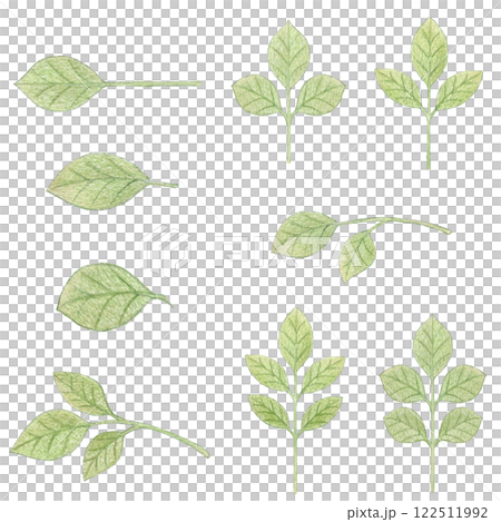 バラ科の植物の葉っぱの色鉛筆画ワンポイントイラストセット 122511992