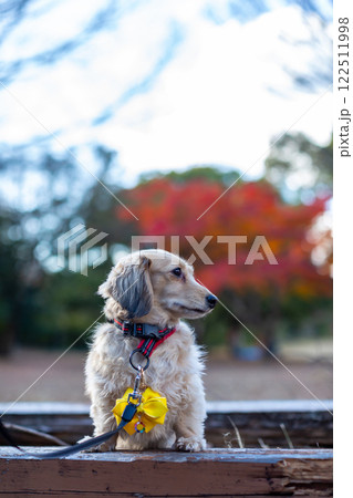公園で散歩をするカニンヘンダックスフンド 公園で散歩をするカニンヘンダックスフンド 122511998