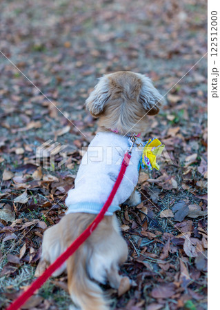 公園で散歩をするカニンヘンダックスフンド 122512000