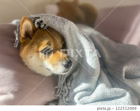 Cute red Shiba inu dog Cute red Shiba inu dog 122512009