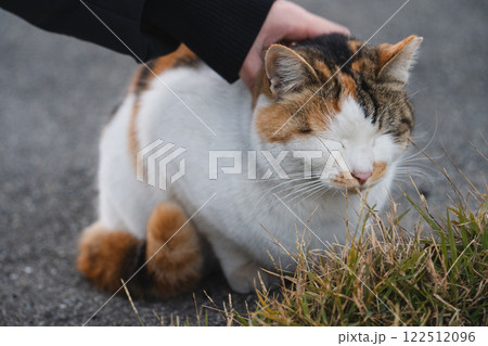 野良の三毛猫 122512096