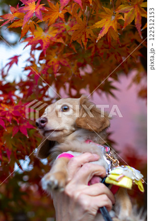 公園で散歩をするカニンヘンダックスフンド 122512153