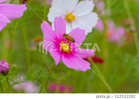 コスモスの蜜を求めるミツバチ コスモスの蜜を求めるミツバチ 122512202