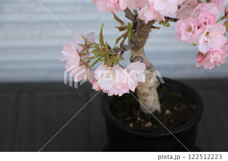 満開の桜盆栽(旭山桜) 満開の桜盆栽(旭山桜) 122512223