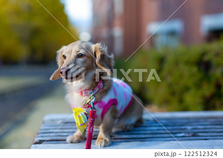 公園で散歩をするカニンヘンダックスフンド 公園で散歩をするカニンヘンダックスフンド 122512324