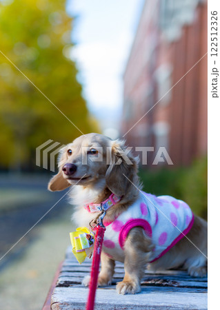 公園で散歩をするカニンヘンダックスフンド 公園で散歩をするカニンヘンダックスフンド 122512326
