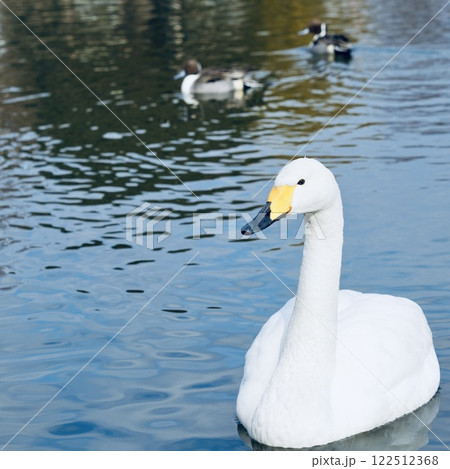 白鳥 池をスイスイ泳ぐ 輝く水面 白鳥 池をスイスイ泳ぐ 輝く水面 122512368