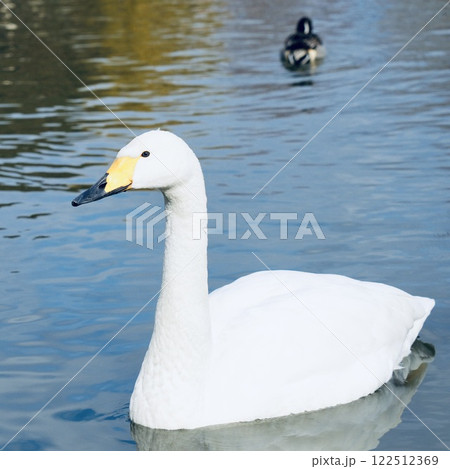 白鳥　池をスイスイ泳ぐ　輝く水面 122512369