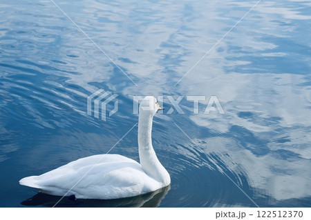 池に浮かぶ美しい白鳥  リフレクション 122512370